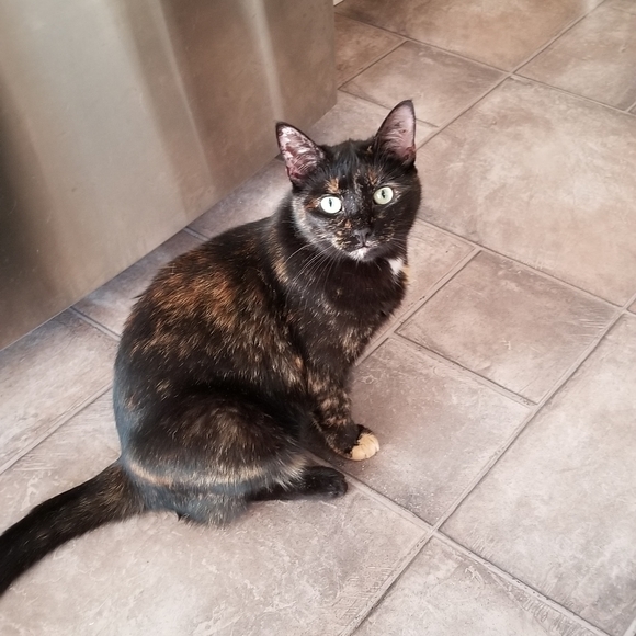 Meet your Posher, Lisa - Picture 3 of 7